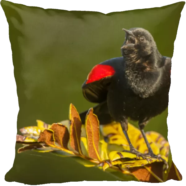 USA, Florida, Green Cay, Wakodahatchee Wetlands. Red-winged blackbird singing on branch