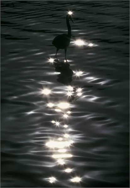 USA, Florida, Placido. Great blue heron wades amid sparkling highlights in water