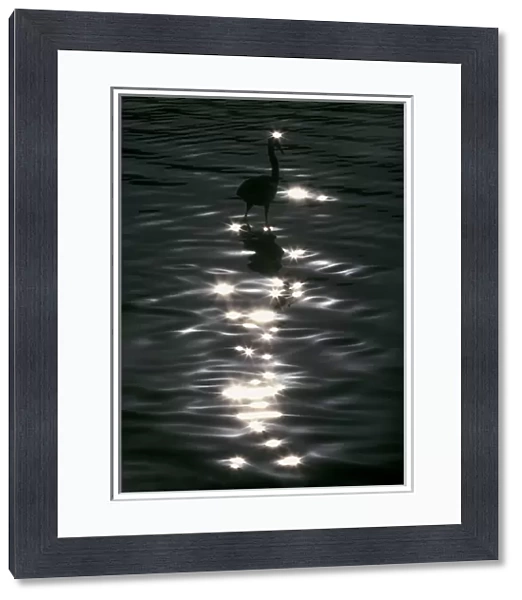 USA, Florida, Placido. Great blue heron wades amid sparkling highlights in water