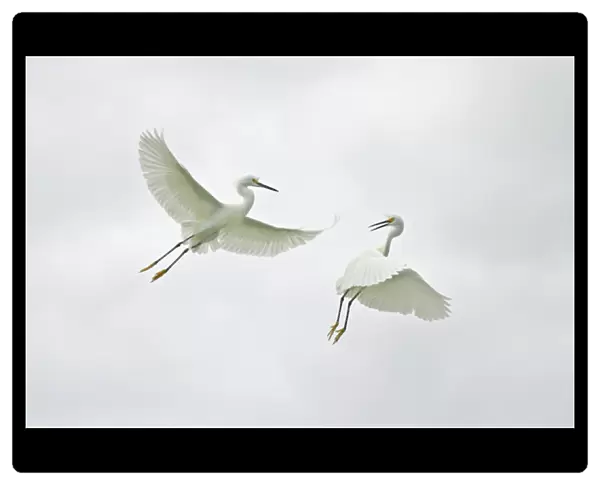 USA, Florida, Sanibel. Two snowy egrets engage in aerial fighting