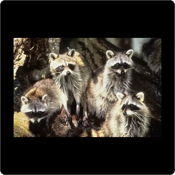 USA, Florida, Silver Springs. Raccoon family portrait