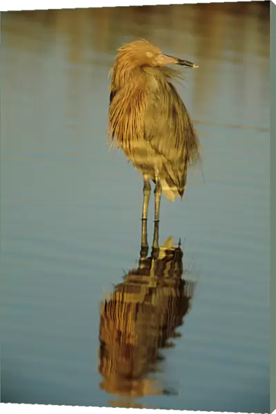 USA, Florida. Reddish egret reflects in water while hunting