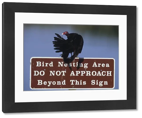 USA, Florida. Turkey vulture preens its feathers on a bird nesting caution sign. Credit as