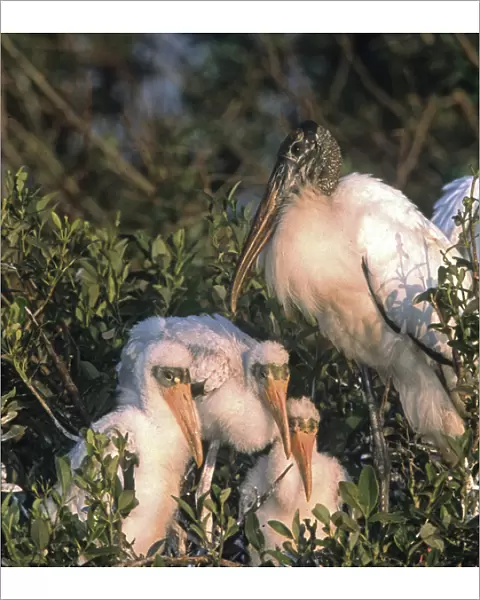 USA, Florida, Everglades National Park. Wood stork parent and chicks on nest. Credit as