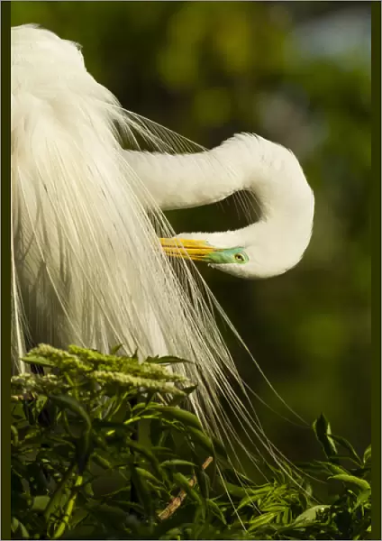 USA, Florida, Gatorland. Great egret preening