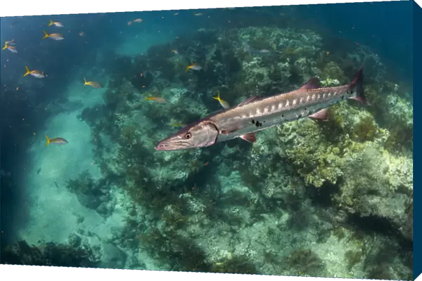A barracuda swims close to the camera with coral reef and tropical fish in the background