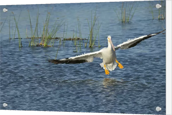 White pelican landing, Pelecanus erythrorhynchos, Viera Wetlands Florida, USA