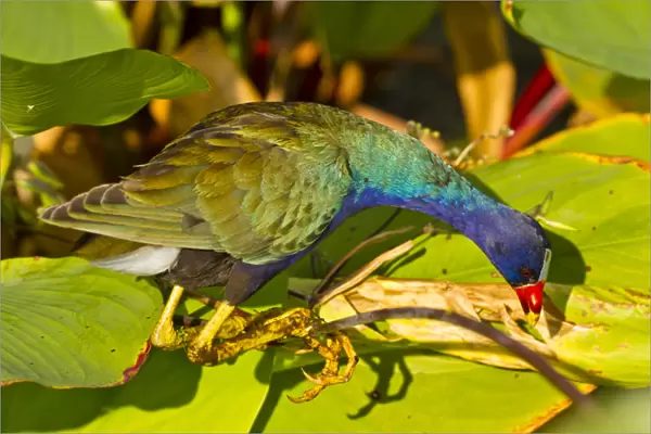 USA, Florida. Close-up of purple gallinule searching for food
