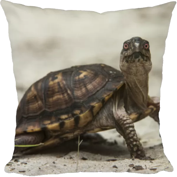 Common box turtle (Terrapene carolina), CAPTIVE, The Orianne Indigo Snake Preserve