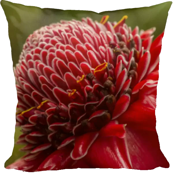 USA, Hawaii, The Big Island, Hawaii Tropical Botanical Garden. Close-up of ginger blossom