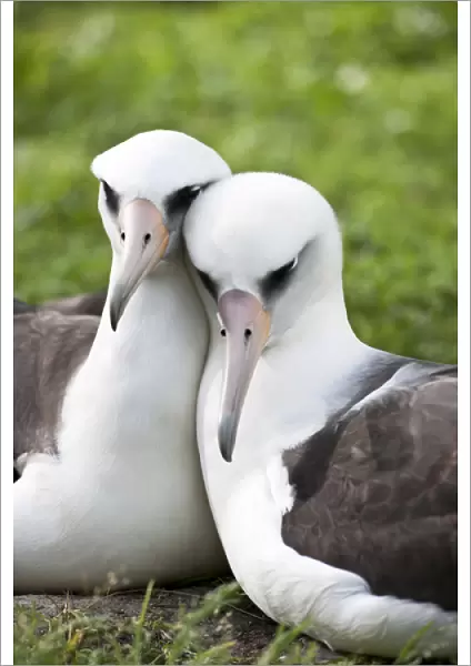 Laysan Albatross (Phoebastria immutabilis) courting This species is listed as Vulnerable