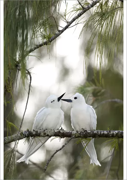 White Terns (Gygis alba rothschildi) courting