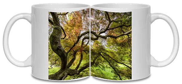 Japanese Threadleaf Maple Tree, Cave Hill Cemetery, Louisville, Kentucky