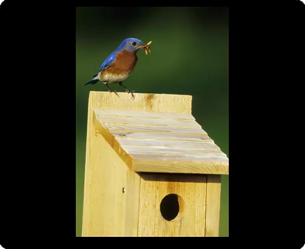 Eastern Bluebird (Sialia sialis) male with mealworms at nestbox Marion Co. IL