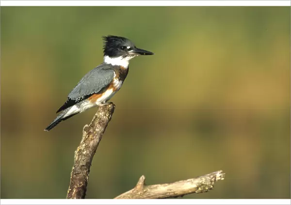 Belted Kingfisher (Ceryle alcyon) female on log in wetland, Marion Co, Illinois