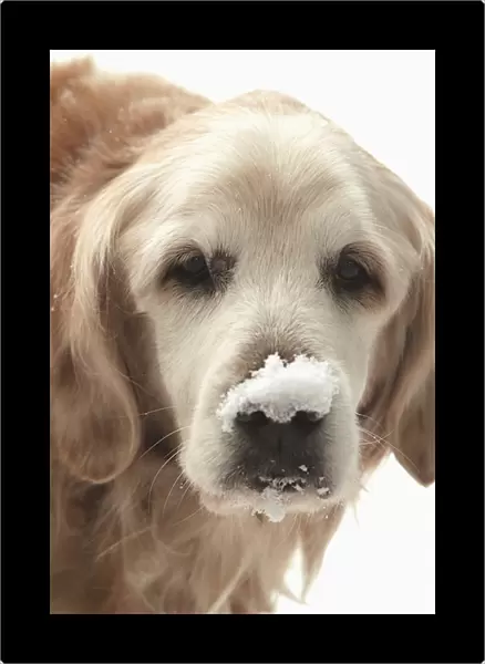 USA, Indiana, Carmel. Golden retriever with snow on the end of his nose. Credit as