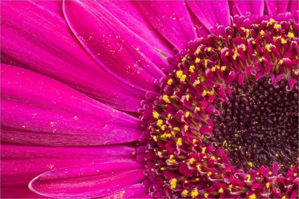 Close-up of a Gerber daisy showing center and petals with pollen