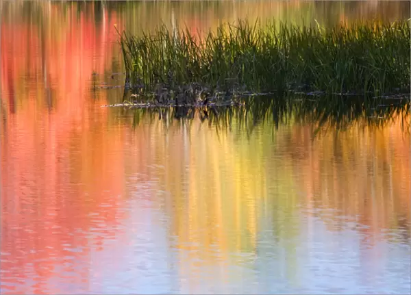 USA, Maine, South Paris. Grasses growing in water reflecting colorful autumn trees