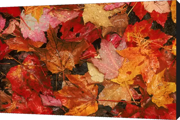 USA, Maine. Autumn maple leaves. Credit as: Marie Bush  /  Jaynes Gallery  /  DanitaDelimont