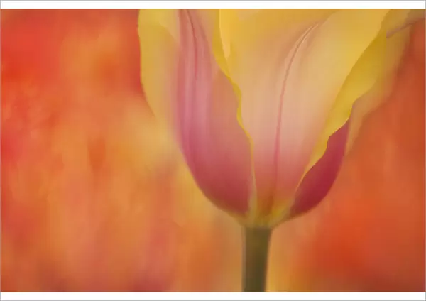 USA, Maine, Harpswell. Tulip on textured background