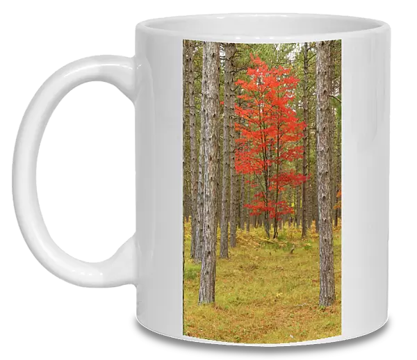 Maple trees in fall colors, Hiawatha National Forest, Upper Peninsula of Michigan