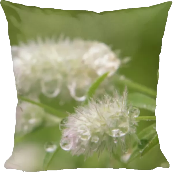 Wildflower, Flower, Minnesota