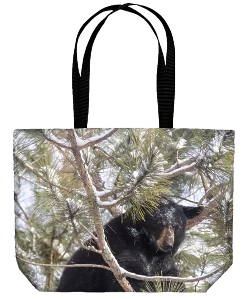 USA, Minnesota, Sandstone, Black Bear in Pine Tree