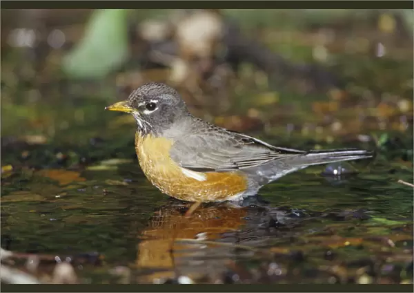 American Robin (Turdis migratorius) bathing, Tower Grove Park, St. Louis MO