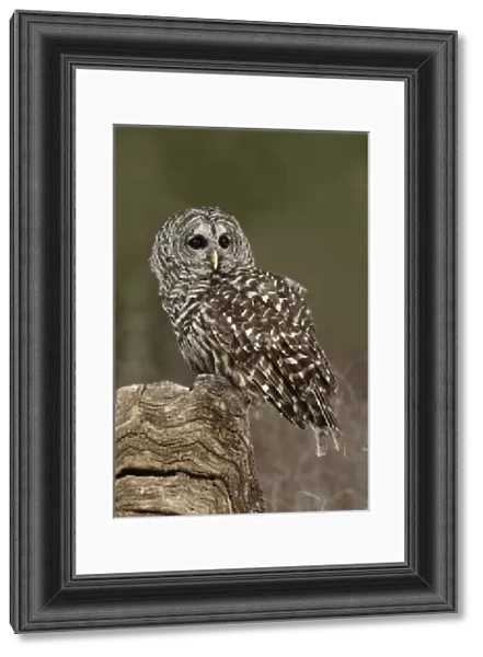 Barred Owl, Strix varia, (Captive) Montana