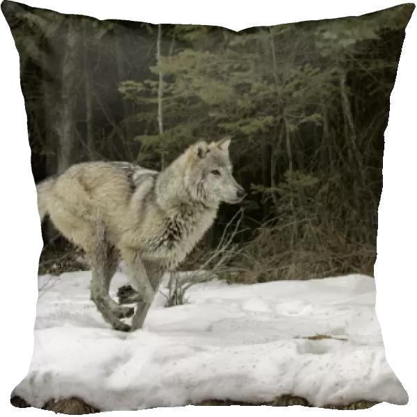 Gray Wolf or Timber Wolf running on snow in winter, (Captive Situation) Canis lupis