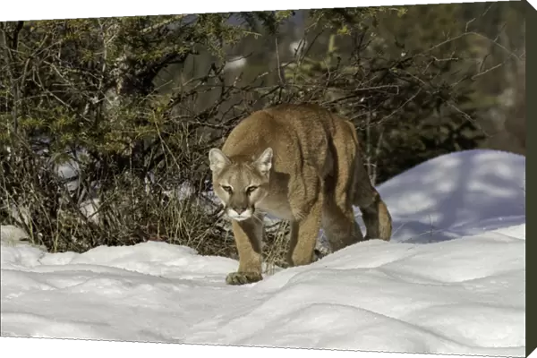 Mountain Lion in snow, (Captive) Montana Puma concolor