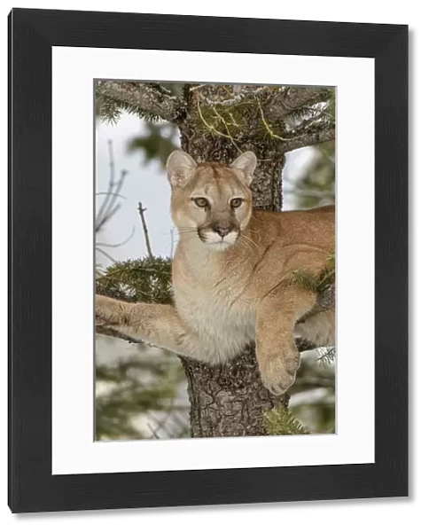 Mountain Lion in tree, (Captive) Montana Puma concolor
