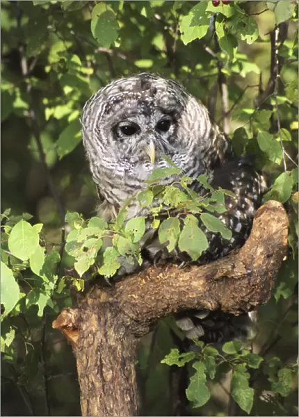 USA, Montana, Kalispell. Barred owl in tree at Triple D Game Farm