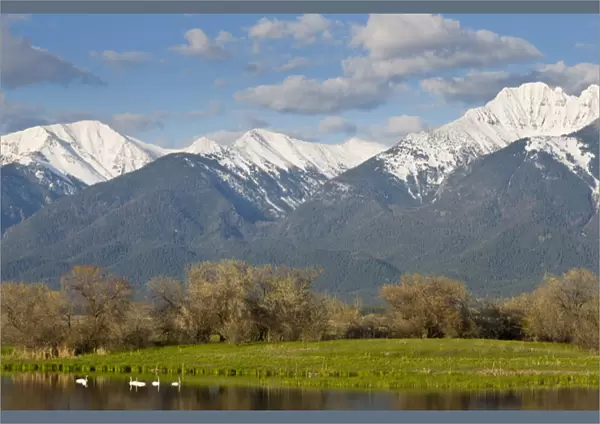 Trumpeter swans in pond with Mission Mountain Range at Ninepipe WMA near Ronan, Montana