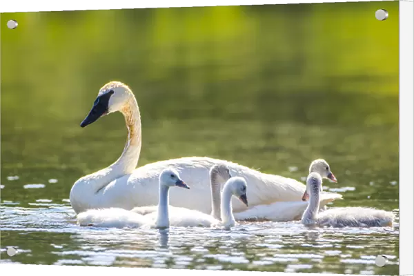 USA, Montana, Elk Lake, a Trumpeter Swan swims with five of her cygnets