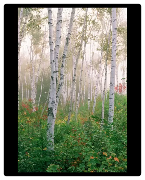USA, New Hampshire. Birch trees in clearing fog