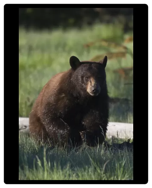 Black Bear Boar; Brown Color Phase