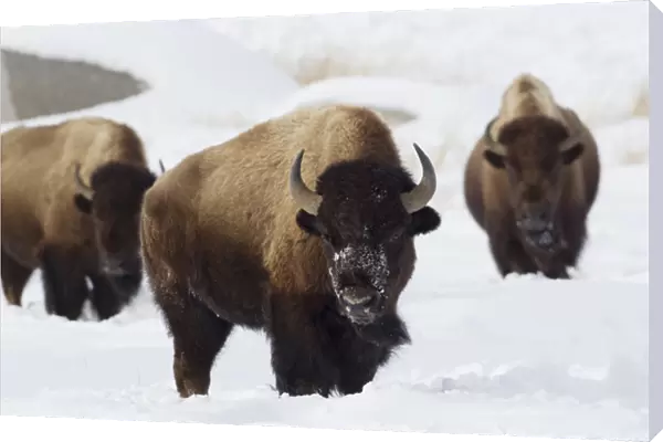 Bison Bulls, winter