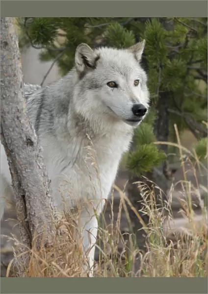 Gray  /  Grey Wolf, Canis lupus, West Yellowstone, Montana, controlled, (MR)