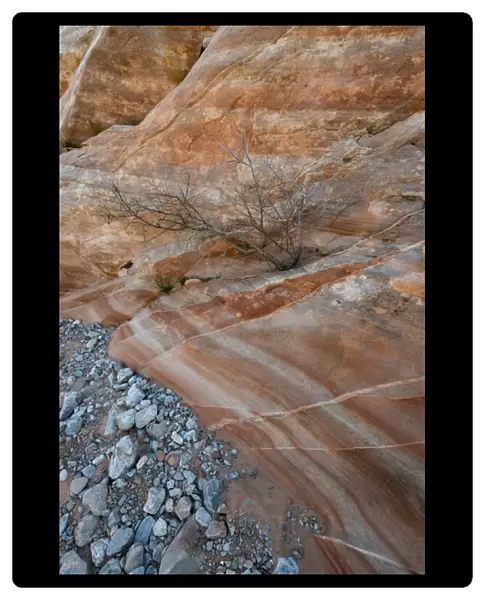 North America, USA, Nevada. Tree growing from crack in the rock bed in a wash, Valley