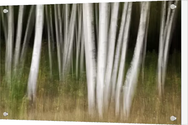 USA, New Hampshire, White Mountains, White birches abstract