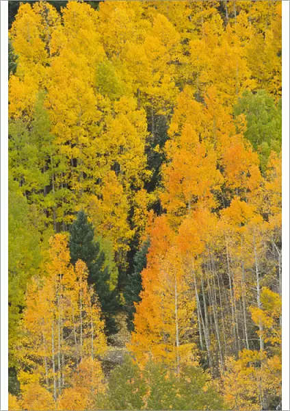 Quaking aspens in a fall glow on the side of Bald Mountain in the southern Rocky