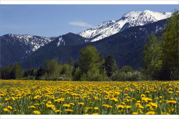 Yellow Flower Farm in front of Snow Mountain Near Glacier National Park Montana
