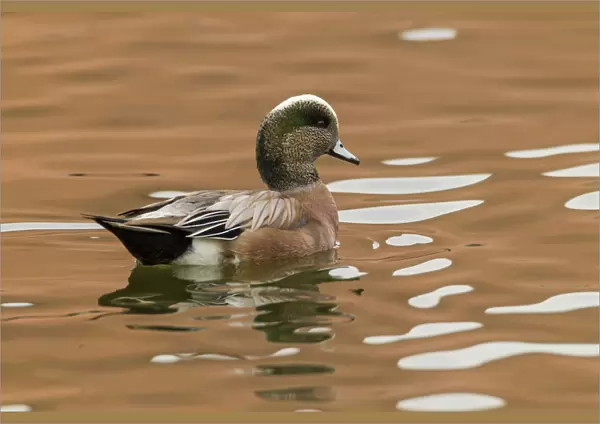 USA, New Mexico. American widgeon duck in water