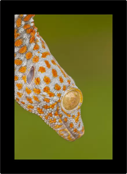 USA, North Carolina. Close-up of tokay geckos head