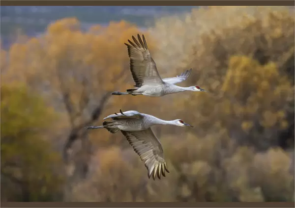 Sandhill Cranes (Grus canadensis) pair in flight