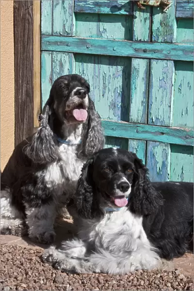 Two Cocker Spaniels in front of an old Southwestern stlye doorway