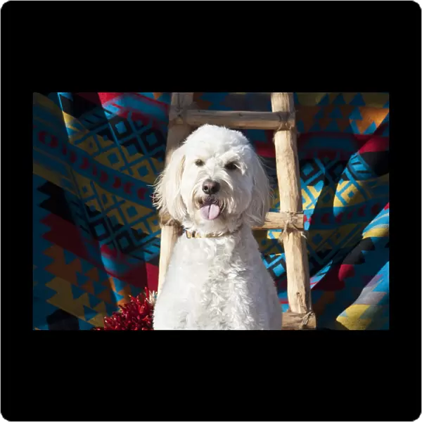 A Goldendoodle sitting against a Southwestern blanket with a wooden ladder and red