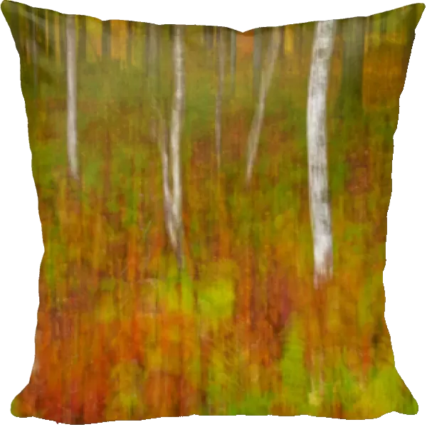 USA, New York, Inlet. Abstract of autumn forest scene