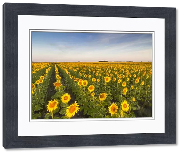 Sunflower field in morning light in Michigan, North Dakota, USA